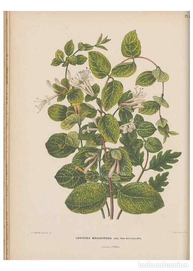 Collezionismo di Riviste e Giornali: Reproducci&oacute;n/Reproduction 49798407067: Flora :. Groningen :J.B. Wolters,[1868]. - Witte, H.