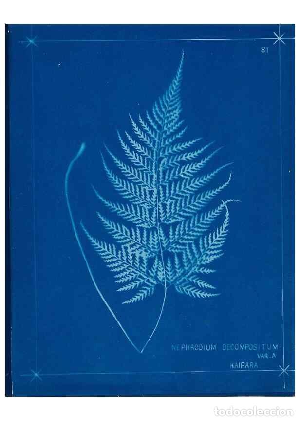 Collezionismo di Riviste e Giornali: Reproducci&oacute;n/Reproduction 49805410043: [New Zealand ferns]. Auckland, New ZealandDobbie, H. B.1880.