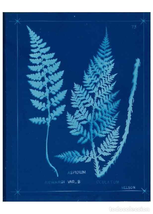 Collezionismo di Riviste e Giornali: Reproducci&oacute;n/Reproduction 49805407858: [New Zealand ferns]. Auckland, New ZealandDobbie, H. B.1880.