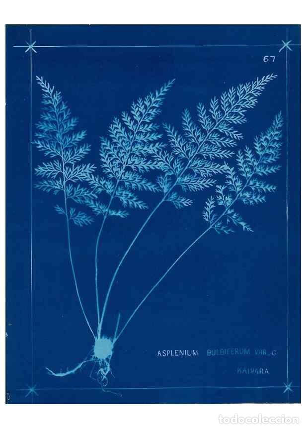 Collezionismo di Riviste e Giornali: Reproducci&oacute;n/Reproduction 49805405398: [New Zealand ferns]. Auckland, New ZealandDobbie, H. B.1880.