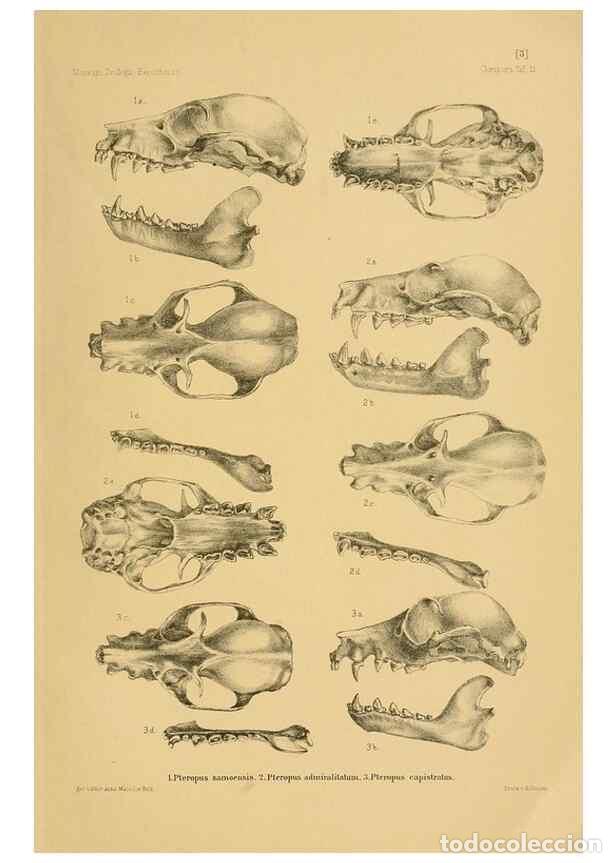 Collezionismo di Riviste e Giornali: Reproducci&oacute;n/Reproduction 49806689802: Die Flederm&auml;use des Berliner Museums f&uuml;r Naturkunde.. Berlin