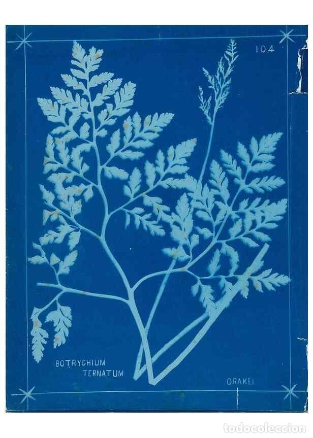 Collezionismo di Riviste e Giornali: Reproducci&oacute;n/Reproduction 49805974726: [New Zealand ferns]. Auckland, New ZealandDobbie, H. B.1880.