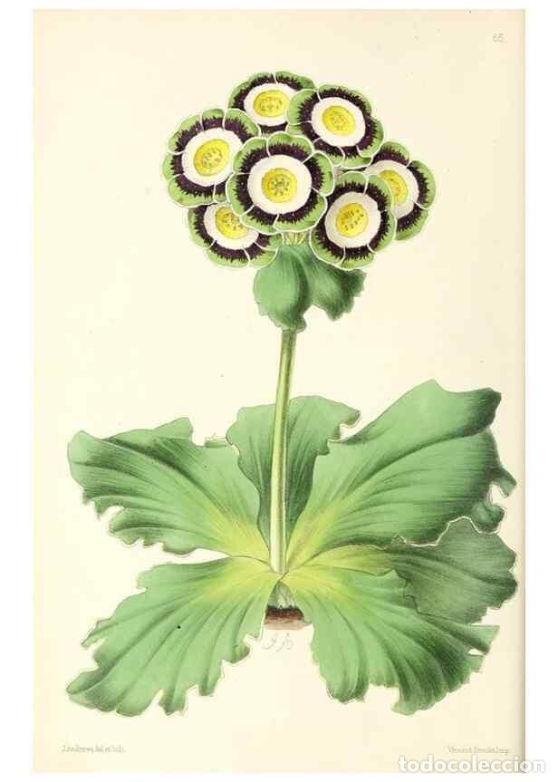 Coleccionismo de Revistas y Peri&oacute;dicos: Reproducci&oacute;n/Reproduction 49797762967: The floral magazine;. London,L. Reeve & Co.. - Dombrain, Henr