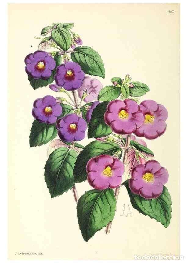 Coleccionismo de Revistas y Peri&oacute;dicos: Reproducci&oacute;n/Reproduction 49796815393: The floral magazine;. London,L. Reeve & Co.. - Dombrain, Henr