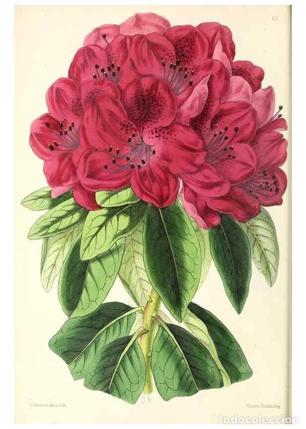 Coleccionismo de Revistas y Peri&oacute;dicos: Reproducci&oacute;n/Reproduction 49796907678: The floral magazine;. London,L. Reeve & Co.. - Dombrain, Henr