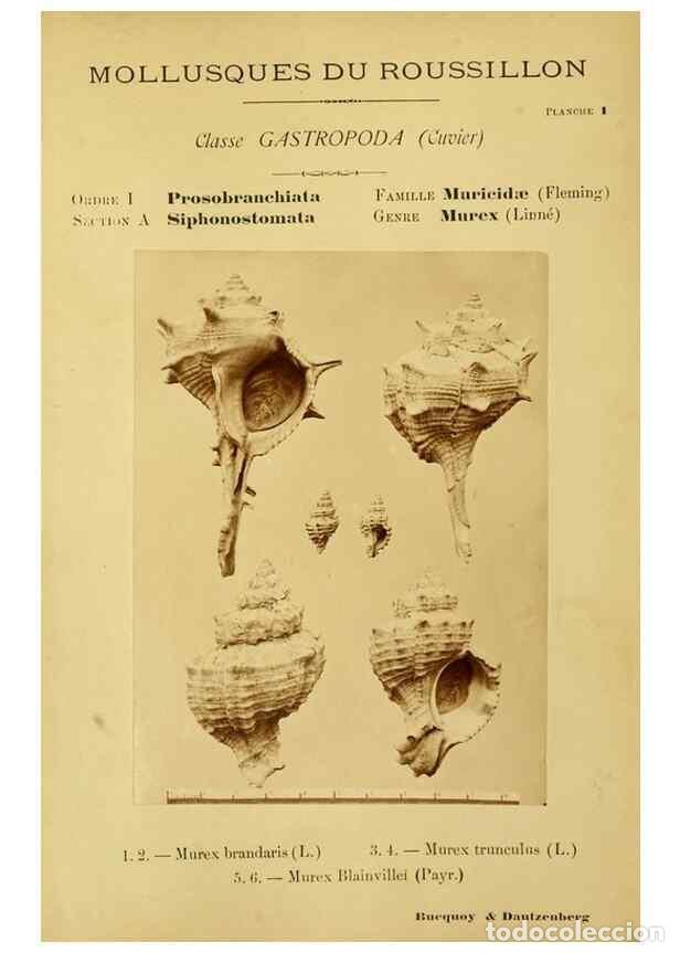 Coleccionismo de Revistas y Peri&oacute;dicos: Reproducci&oacute;n/Reproduction 49806290238: Les mollusques marins du Roussillon. Paris :J.-B. Bailli&egrave;re,[