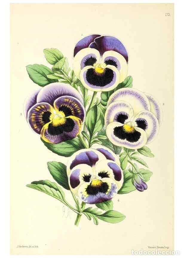 Coleccionismo de Revistas y Peri&oacute;dicos: Reproducci&oacute;n/Reproduction 49797358401: The floral magazine;. London,L. Reeve & Co.. - Dombrain, Henr