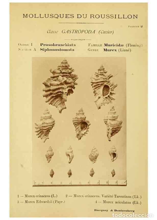 Coleccionismo de Revistas y Peri&oacute;dicos: Reproducci&oacute;n/Reproduction 49806843036: Les mollusques marins du Roussillon. Paris :J.-B. Bailli&egrave;re,[