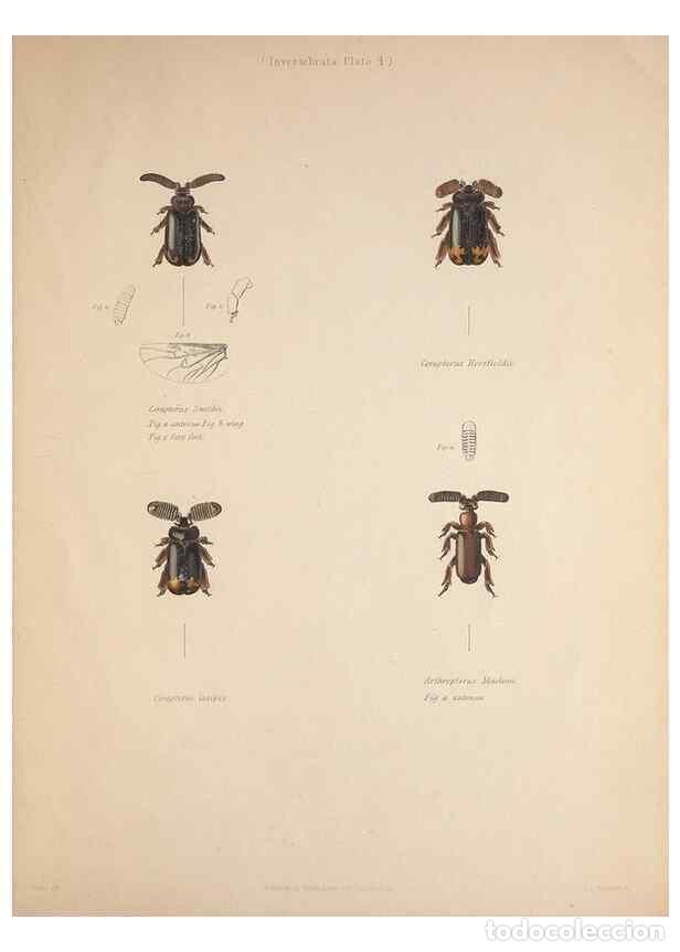 Collection Magazines and Newspapers: Reproducci&oacute;n/Reproduction 49807048511: Illustrations of the zoology of South Africa. London :Smith,