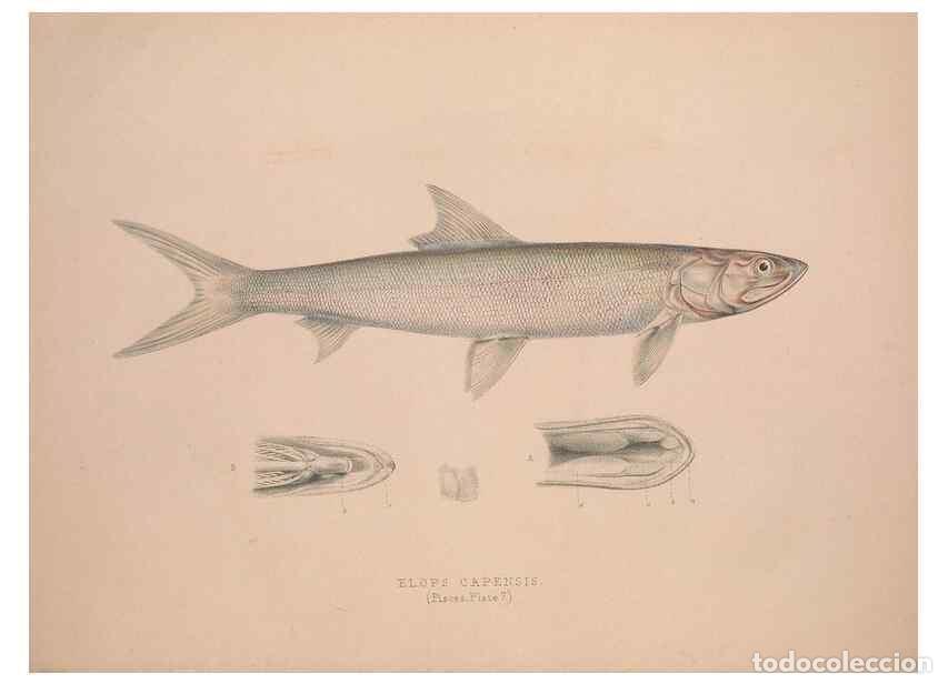 Colecionismo de Revistas e Jornais: Reproducci&oacute;n/Reproduction 49807320467: Illustrations of the zoology of South Africa. London :Smith,