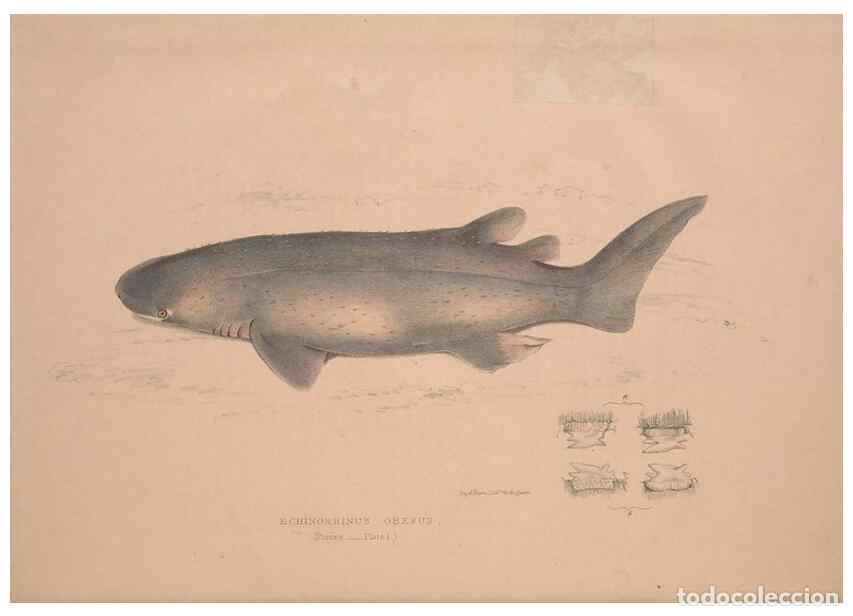 Colecionismo de Revistas e Jornais: Reproducci&oacute;n/Reproduction 49807318767: Illustrations of the zoology of South Africa. London :Smith,