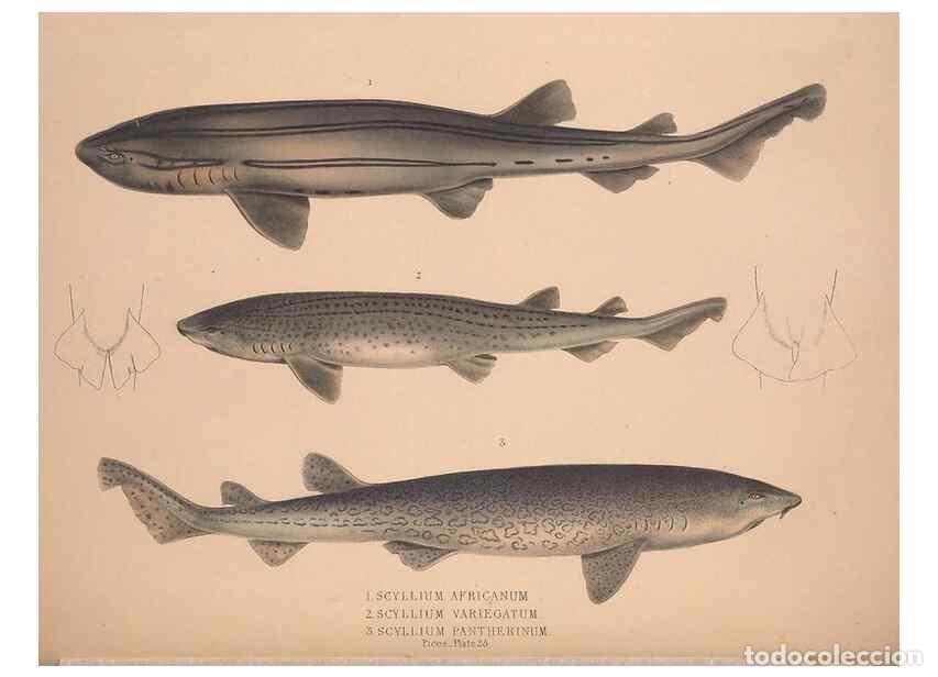 Colecionismo de Revistas e Jornais: Reproducci&oacute;n/Reproduction 49806460783: Illustrations of the zoology of South Africa. London :Smith,