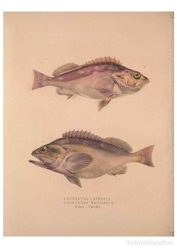 Coleccionismo de Revistas y Peri&oacute;dicos: Reproducci&oacute;n/Reproduction 49807325092: Illustrations of the zoology of South Africa. London :Smith,