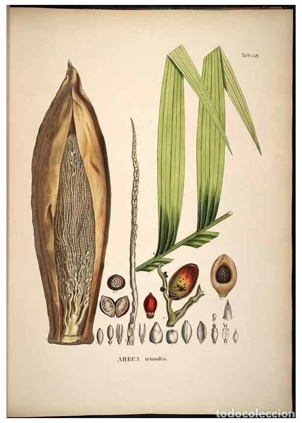 Collectionnisme de Revues et Journaux: Reproducci&oacute;n/Reproduction 49784531493: Historia naturalis palmarum. Lipsiae: T.O. Weigel, [1823-50].