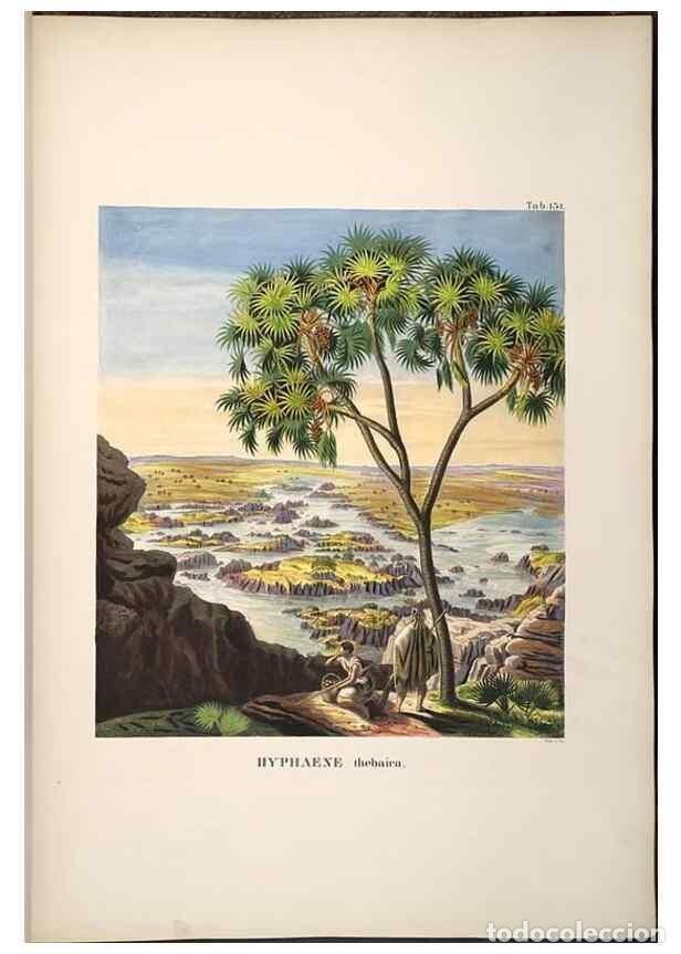 Collectionnisme de Revues et Journaux: Reproducci&oacute;n/Reproduction 49784528233: Historia naturalis palmarum. Lipsiae: T.O. Weigel, [1823-50].