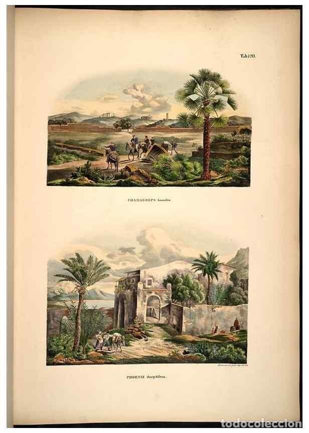 Collectionnisme de Revues et Journaux: Reproducci&oacute;n/Reproduction 49784526223: Historia naturalis palmarum. Lipsiae: T.O. Weigel, [1823-50].