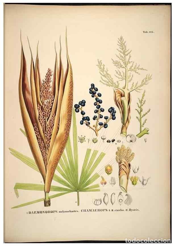 Collectionnisme de Revues et Journaux: Reproducci&oacute;n/Reproduction 49785385922: Historia naturalis palmarum. Lipsiae: T.O. Weigel, [1823-50].