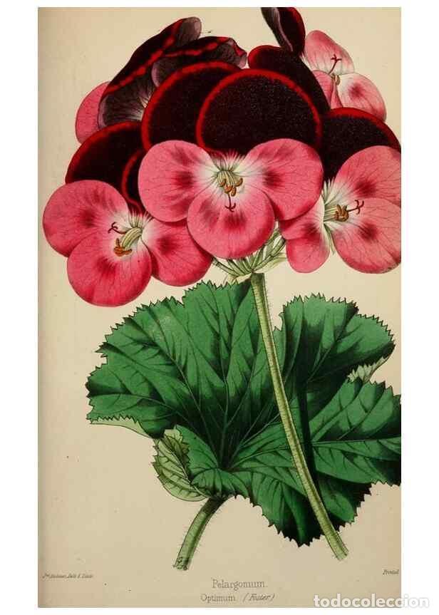 Collectionnisme de Revues et Journaux: Reproducci&oacute;n/Reproduction 49784688776: The florist, fruitist, and garden miscellany.. London :Chapma