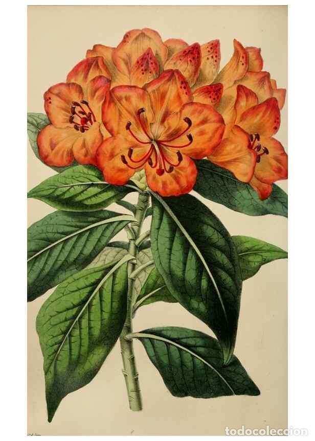 Collectionnisme de Revues et Journaux: Reproducci&oacute;n/Reproduction 49784690281: The florist, fruitist, and garden miscellany.. London :Chapma