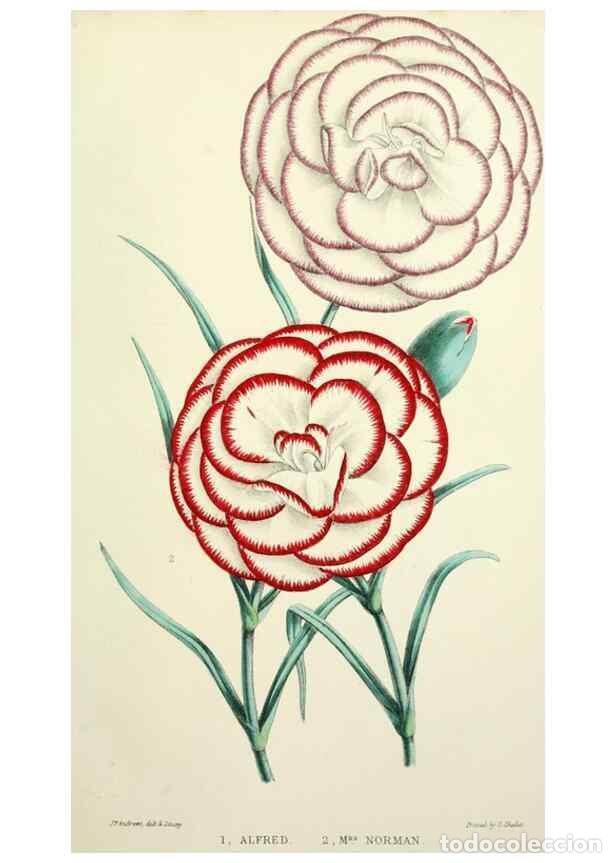 Collectionnisme de Revues et Journaux: Reproducci&oacute;n/Reproduction 49784126103: The florist, fruitist, and garden miscellany.. London :Chapma