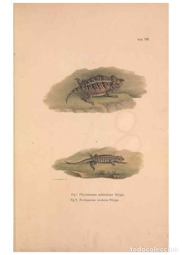 Collectionnisme de Revues et Journaux: Reproducci&oacute;n/Reproduction 49781670416: Herpetologia Mexicana, seu Descriptio amphibiorum Novae Hispa