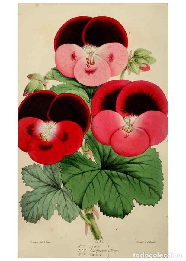 Collectionnisme de Revues et Journaux: Reproducci&oacute;n/Reproduction 49784768016: The florist, fruitist, and garden miscellany.. London :Chapma