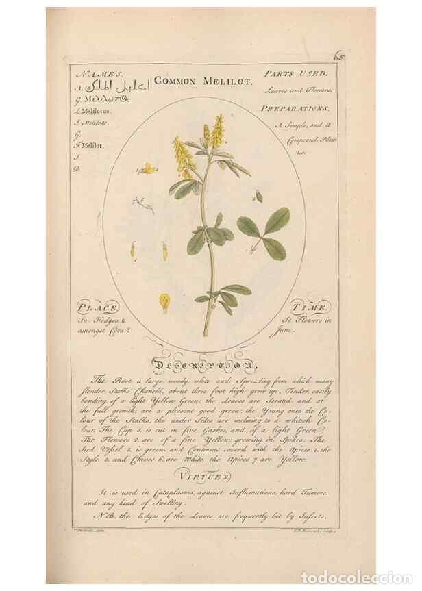 Coleccionismo de Revistas y Peri&oacute;dicos: Reproducci&oacute;n/Reproduction 49788397237: Botanicum medicinale :. London :Printed for J. Millan, opposi