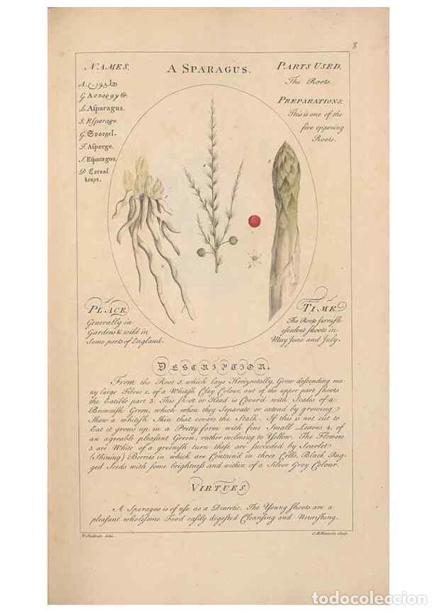 Coleccionismo de Revistas y Peri&oacute;dicos: Reproducci&oacute;n/Reproduction 49788065031: Botanicum medicinale :. London :Printed for J. Millan, opposi