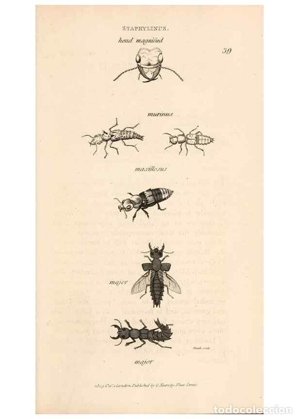 Collectionnisme de Revues et Journaux: Reproducci&oacute;n/Reproduction 49826678228: General zoology, or Systematic natural history. London,Printe