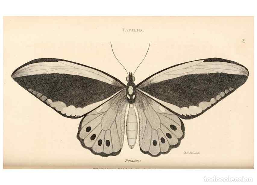 Collectionnisme de Revues et Journaux: Reproducci&oacute;n/Reproduction 49827532667: General zoology, or Systematic natural history. London,Printe