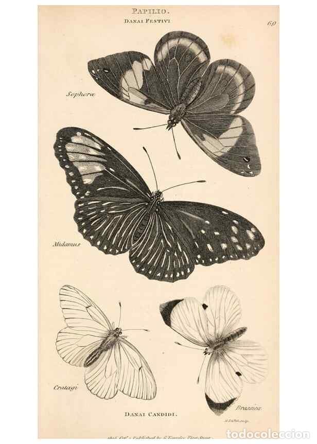 Collectionnisme de Revues et Journaux: Reproducci&oacute;n/Reproduction 49827219641: General zoology, or Systematic natural history. London,Printe