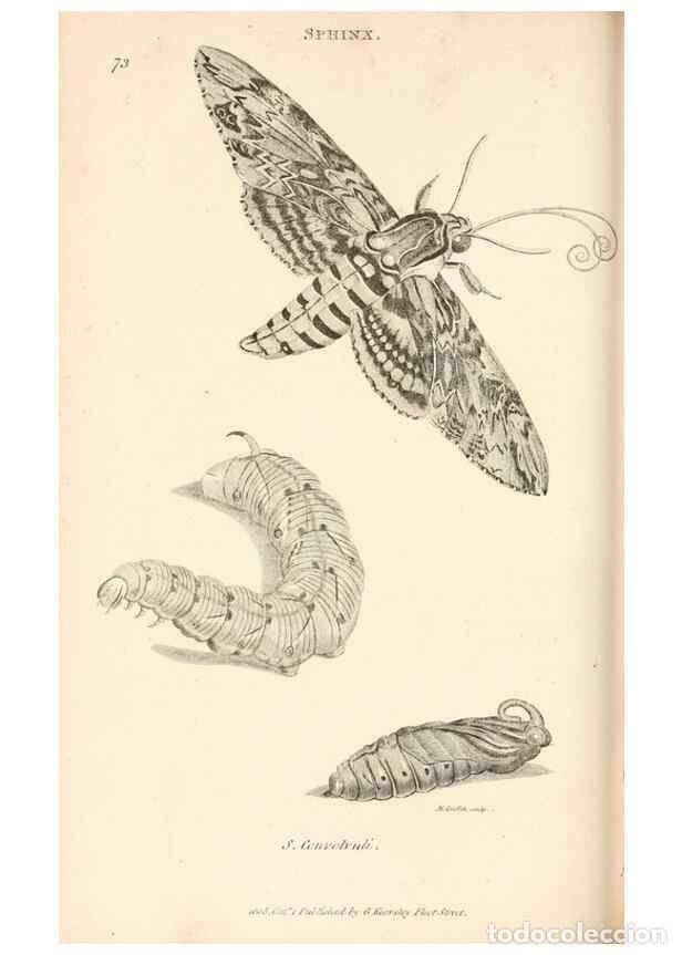 Collectionnisme de Revues et Journaux: Reproducci&oacute;n/Reproduction 49827221316: General zoology, or Systematic natural history. London,Printe