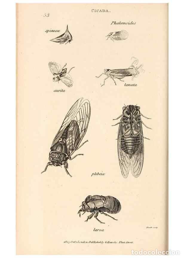 Collectionnisme de Revues et Journaux: Reproducci&oacute;n/Reproduction 49826682893: General zoology, or Systematic natural history. London,Printe