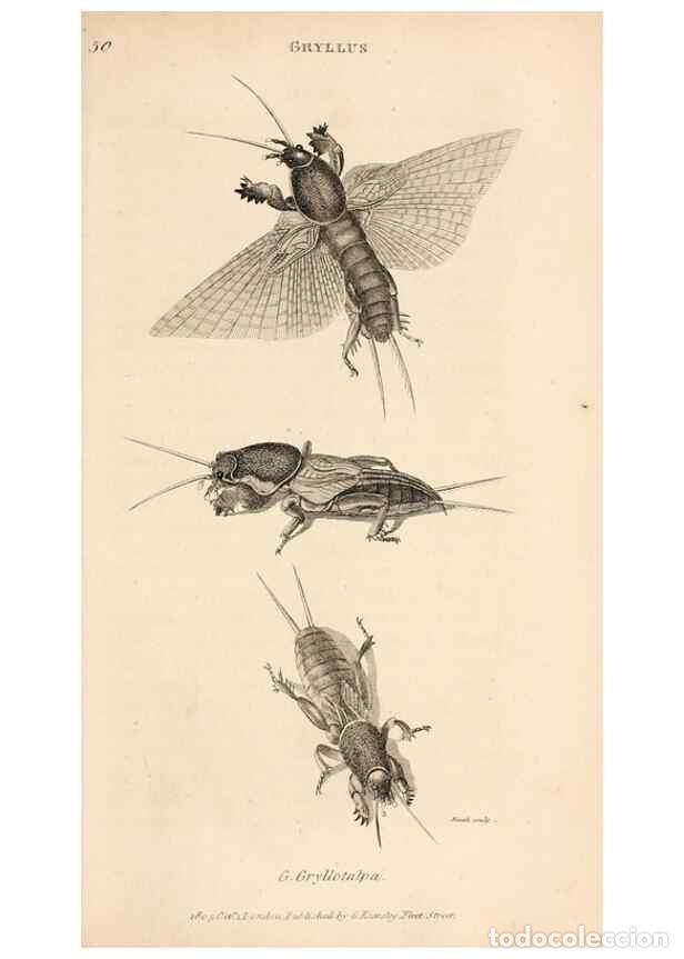 Collectionnisme de Revues et Journaux: Reproducci&oacute;n/Reproduction 49827527402: General zoology, or Systematic natural history. London,Printe