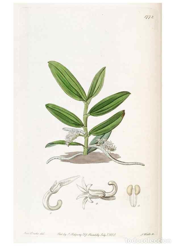 Collectionnisme de Revues et Journaux: Reproducci&oacute;n/Reproduction 49822492491: Edwards's botanical register.. London :James Ridgway,1829-184