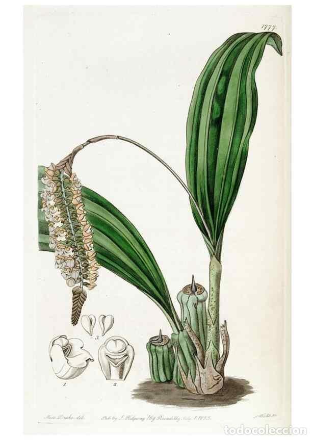 Collectionnisme de Revues et Journaux: Reproducci&oacute;n/Reproduction 49822494681: Edwards's botanical register.. London :James Ridgway,1829-184