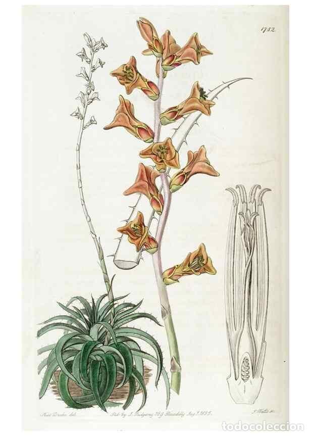 Collectionnisme de Revues et Journaux: Reproducci&oacute;n/Reproduction 49822809542: Edwards's botanical register.. London :James Ridgway,1829-184