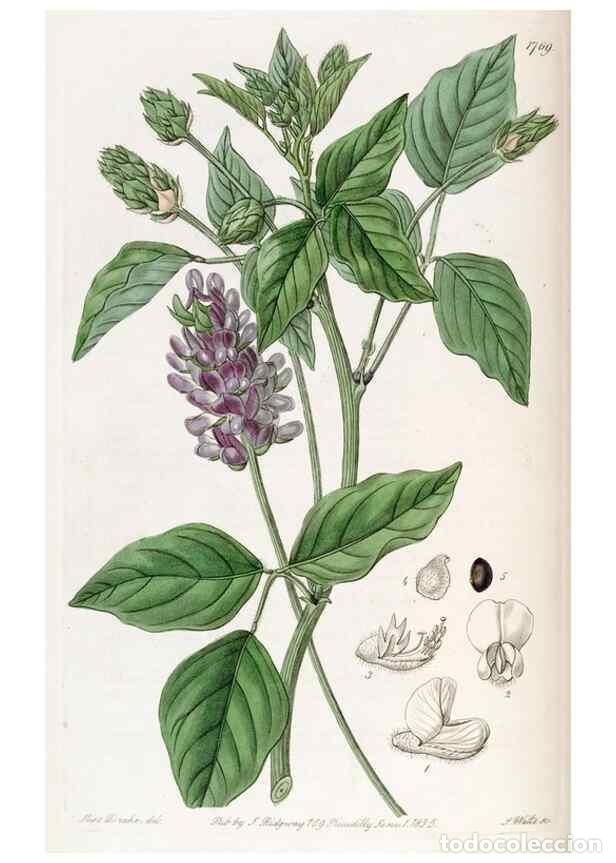 Collectionnisme de Revues et Journaux: Reproducci&oacute;n/Reproduction 49822803732: Edwards's botanical register.. London :James Ridgway,1829-184