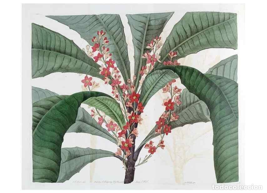 Collectionnisme de Revues et Journaux: Reproducci&oacute;n/Reproduction 49822801682: Edwards's botanical register.. London :James Ridgway,1829-184
