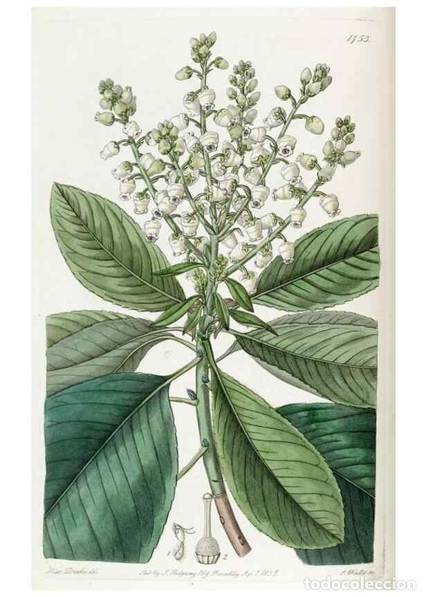 Collectionnisme de Revues et Journaux: Reproducci&oacute;n/Reproduction 49821945998: Edwards's botanical register.. London :James Ridgway,1829-184