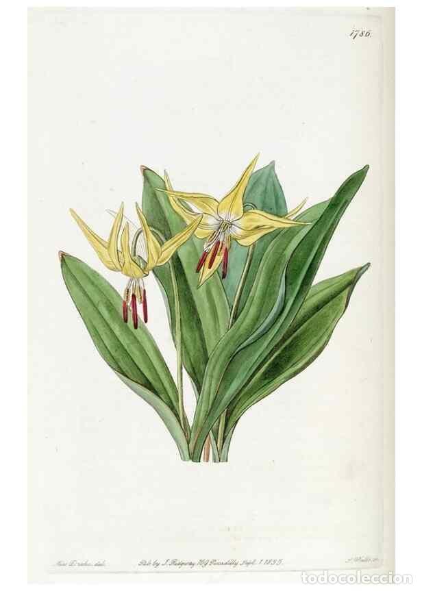Collectionnisme de Revues et Journaux: Reproducci&oacute;n/Reproduction 49822498251: Edwards's botanical register.. London :James Ridgway,1829-184