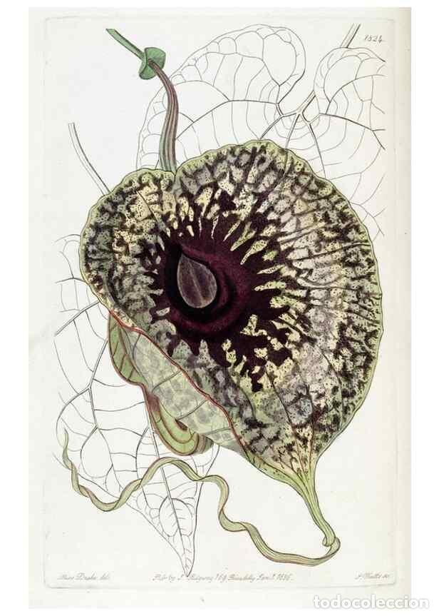 Collectionnisme de Revues et Journaux: Reproducci&oacute;n/Reproduction 49822517406: Edwards's botanical register.. London :James Ridgway,1829-184