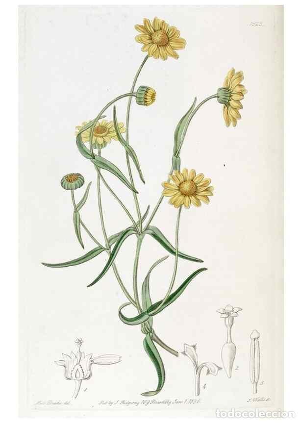 Collectionnisme de Revues et Journaux: Reproducci&oacute;n/Reproduction 49822830427: Edwards's botanical register.. London :James Ridgway,1829-184