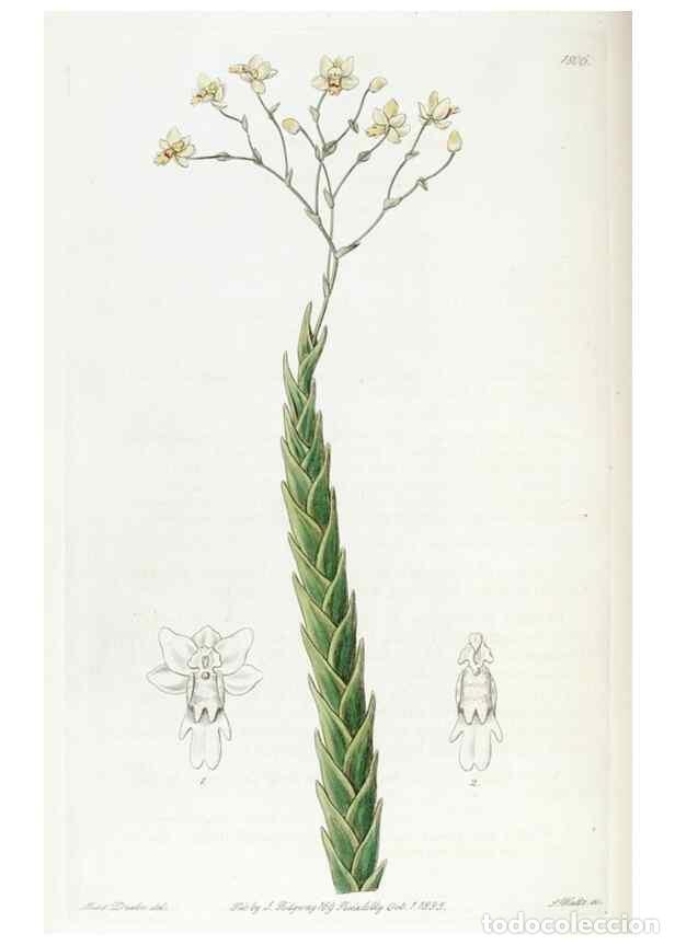 Collectionnisme de Revues et Journaux: Reproducci&oacute;n/Reproduction 49822823667: Edwards's botanical register.. London :James Ridgway,1829-184