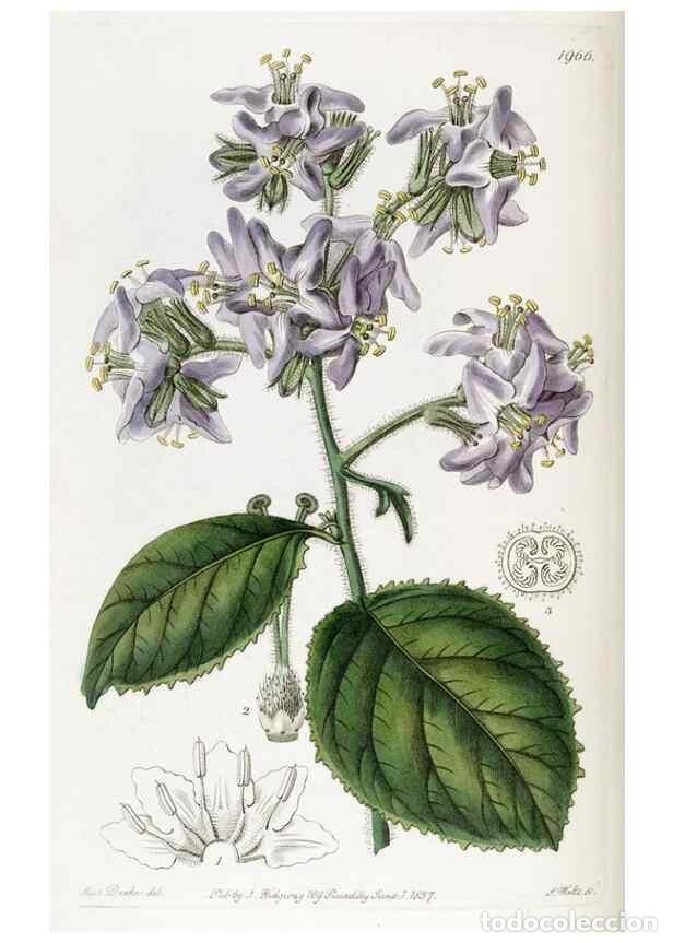 Collectionnisme de Revues et Journaux: Reproducci&oacute;n/Reproduction 49822037056: Edwards's botanical register.. London :James Ridgway,1829-184