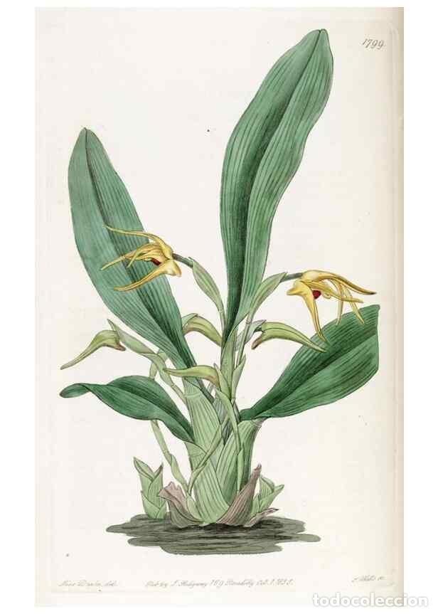 Collectionnisme de Revues et Journaux: Reproducci&oacute;n/Reproduction 49822820917: Edwards's botanical register.. London :James Ridgway,1829-184