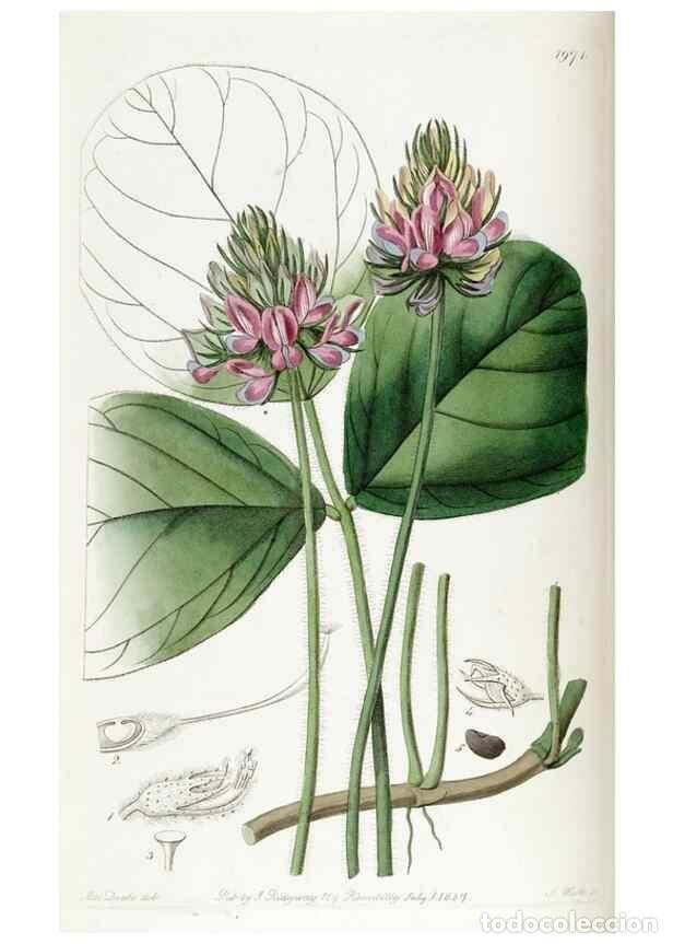 Collectionnisme de Revues et Journaux: Reproducci&oacute;n/Reproduction 49822105501: Edwards's botanical register.. London :James Ridgway,1829-184