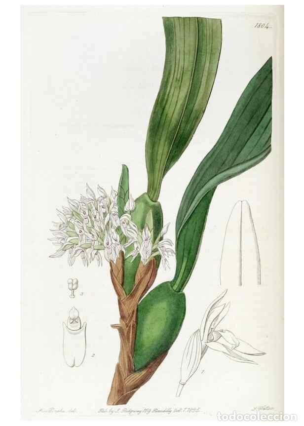 Collectionnisme de Revues et Journaux: Reproducci&oacute;n/Reproduction 49822510061: Edwards's botanical register.. London :James Ridgway,1829-184
