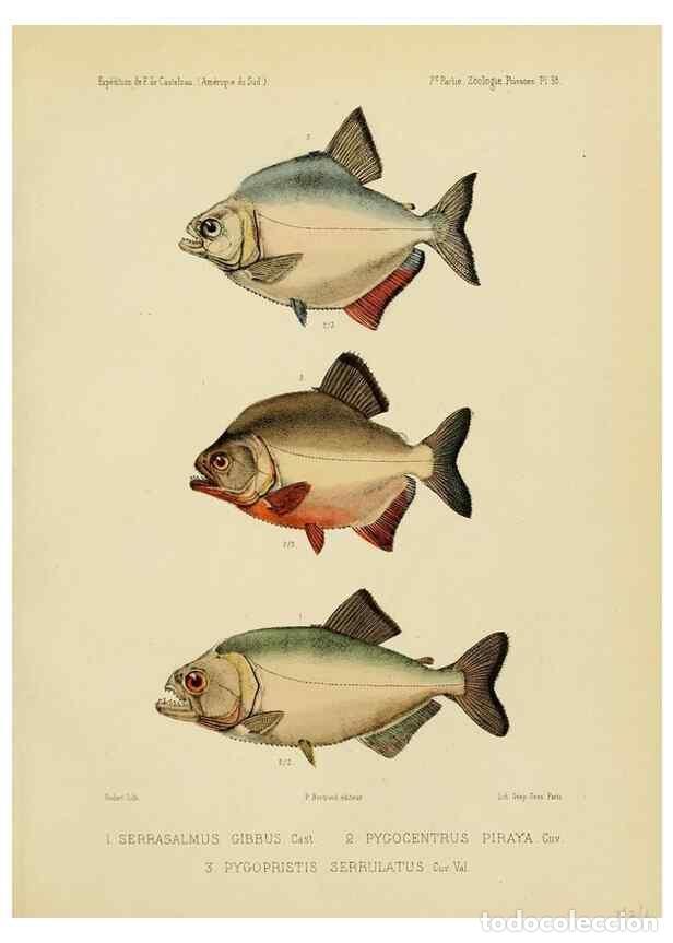 Sammeln von Zeitschriften und Zeitungen: Reproducci&oacute;n/Reproduction 49814295496: Exp&eacute;dition dans les parties centrales de l'Am&eacute;rique du Sud. P