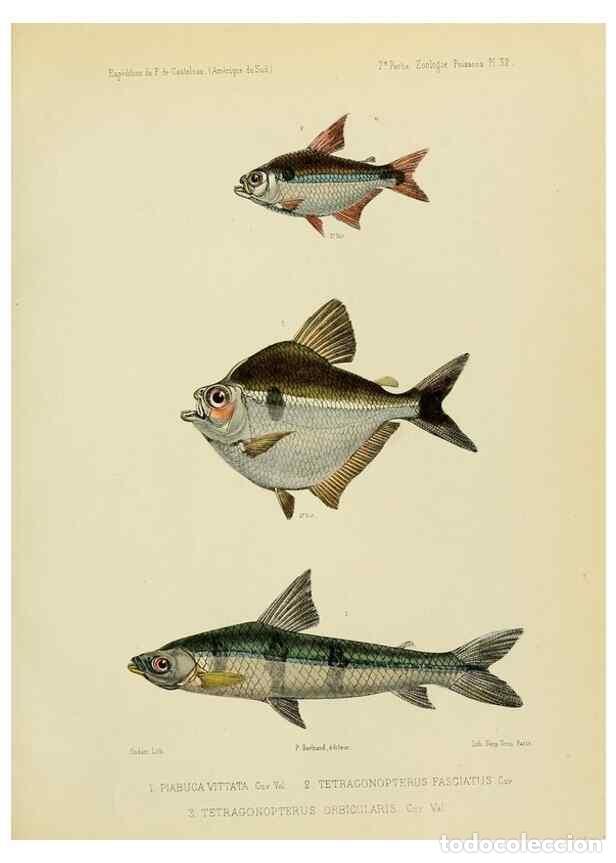 Sammeln von Zeitschriften und Zeitungen: Reproducci&oacute;n/Reproduction 49814602787: Exp&eacute;dition dans les parties centrales de l'Am&eacute;rique du Sud. P